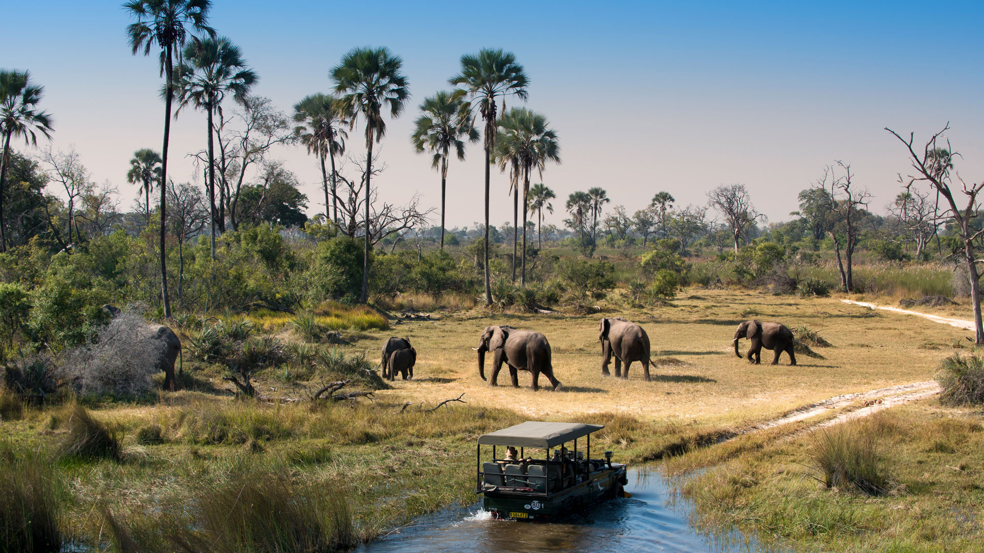Africa Safari